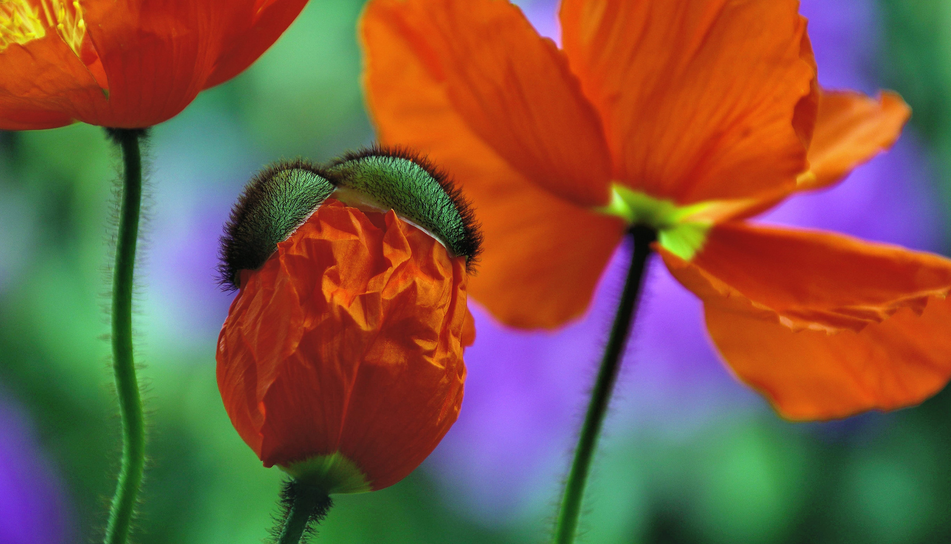 Mohn*Tag