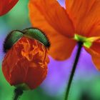 Mohn*Tag