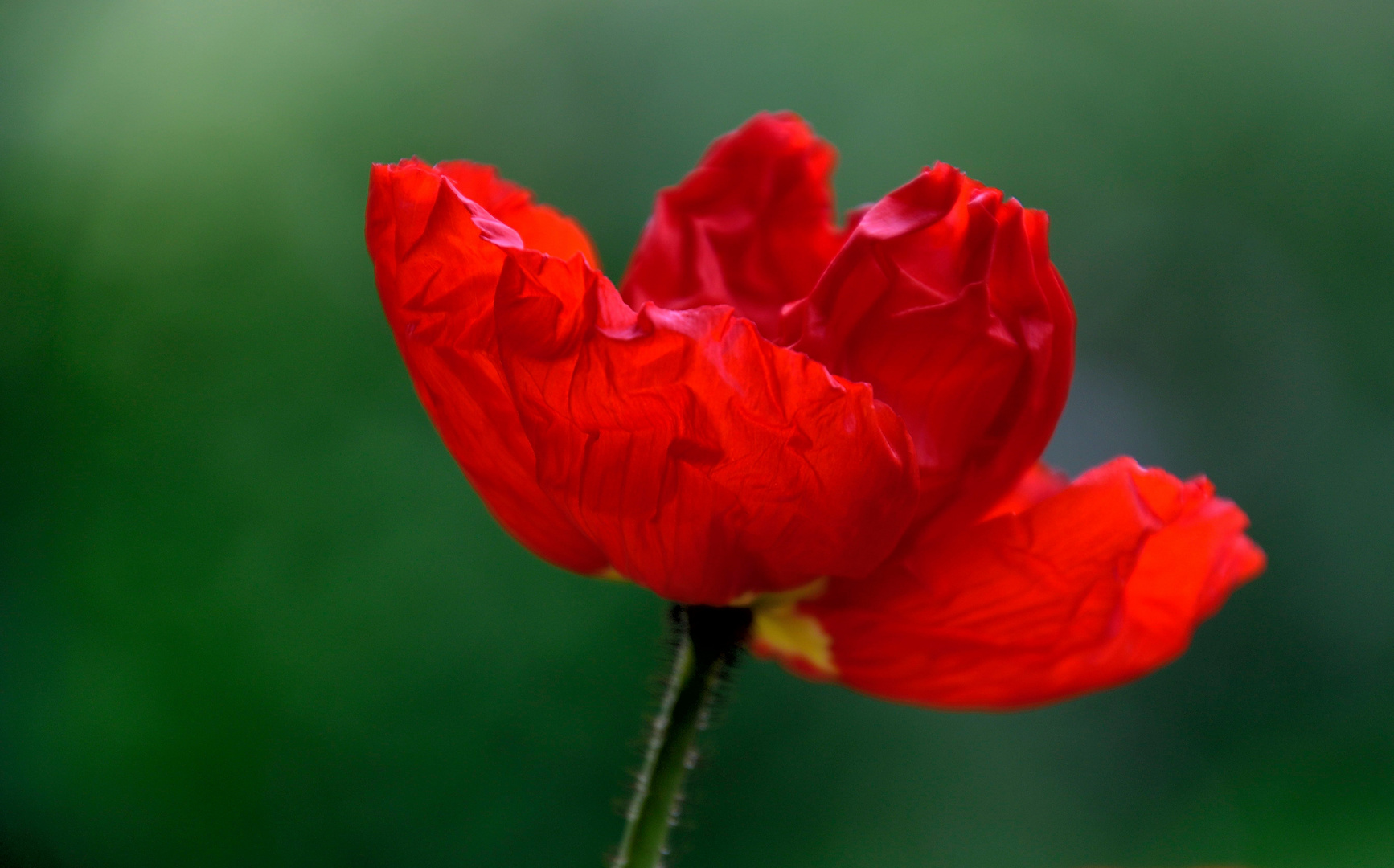 Mohn*Tag