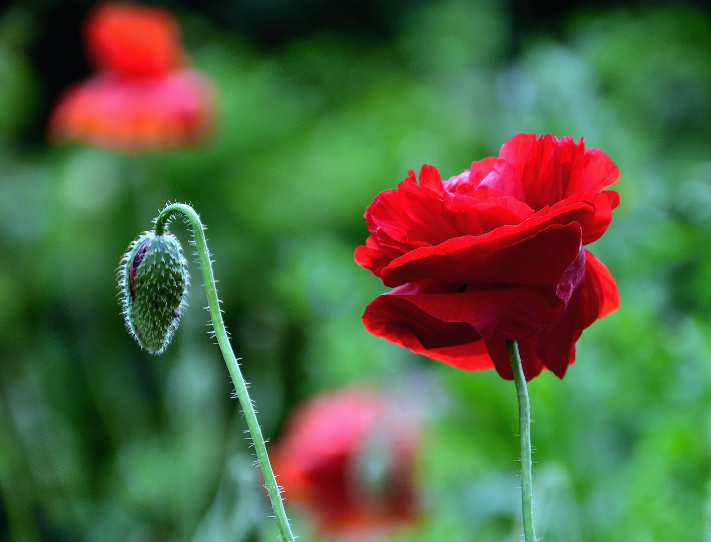 Mohn*Tag