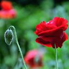 Mohn*Tag