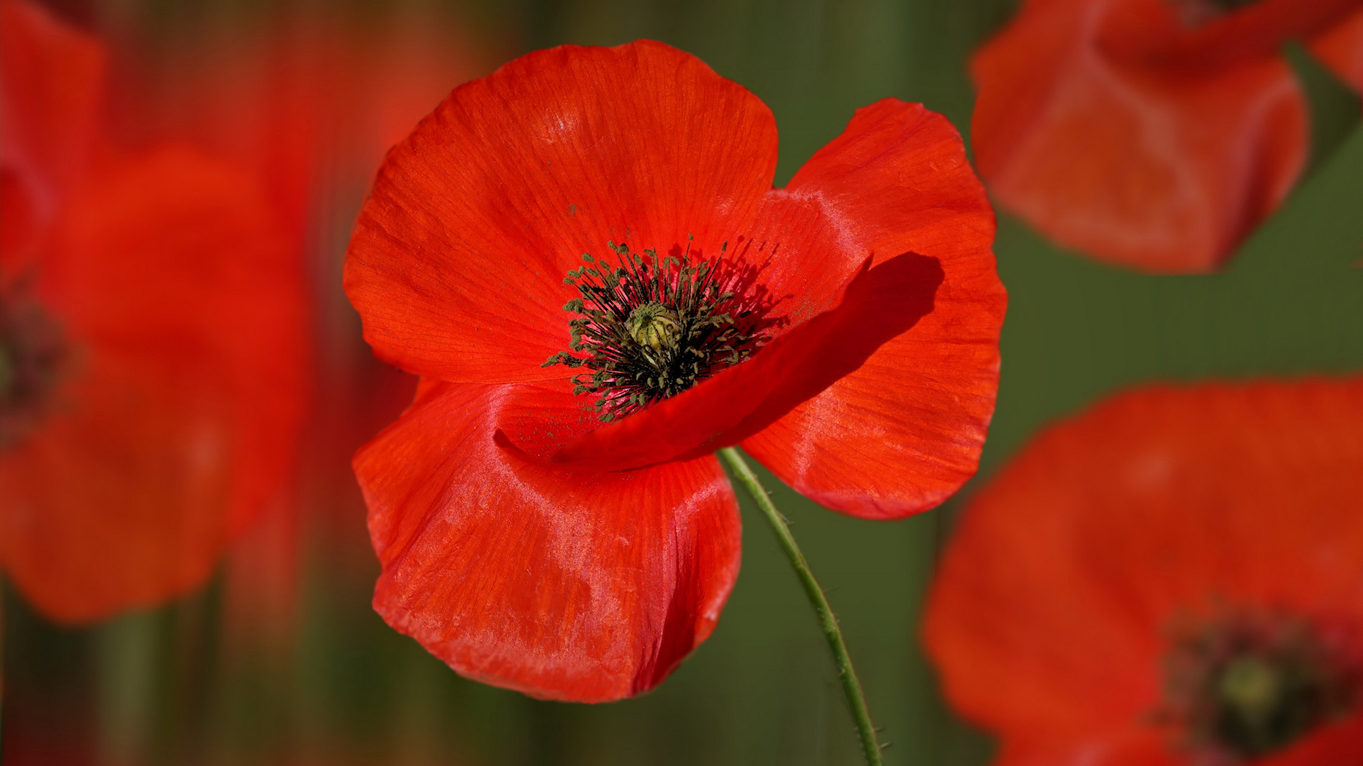 MOHN[tag]