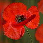 MOHN[tag]