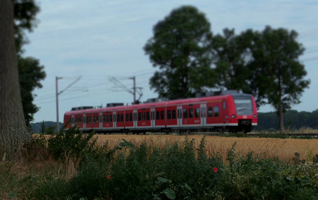 MohnTag ist, wenn Du ihn mit der Lupe suchen musst