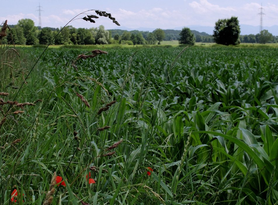 MohnTag ist wenn Mohn da ist