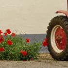 Mohntag: Mohn ./. Motor