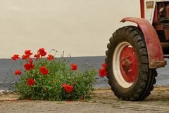 Mohntag: Mohn ./. Motor