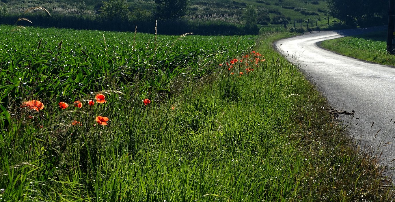 MohnTag, nur begrenzt