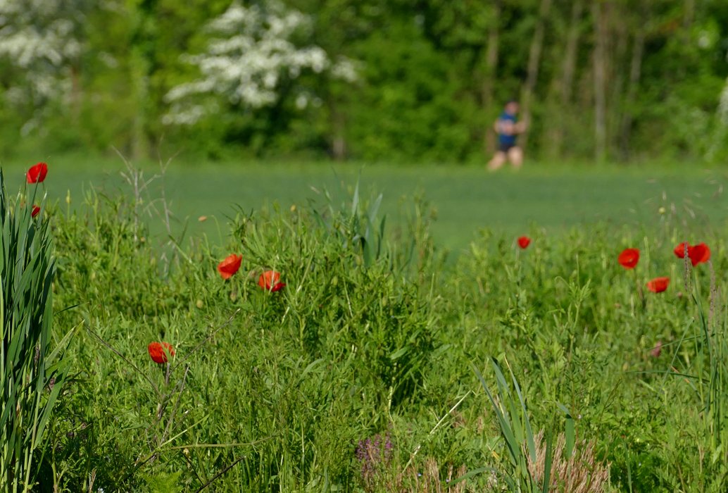 MohnTag und das Mohnloch