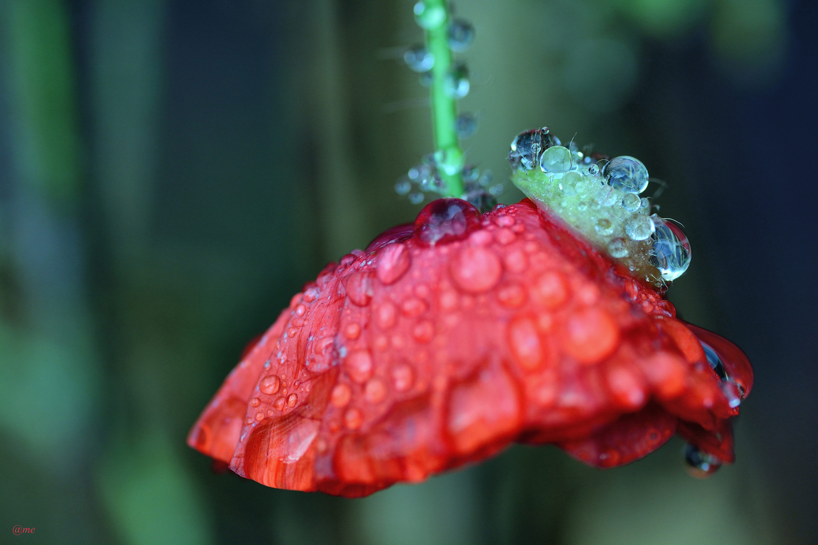 Mohn*Tage