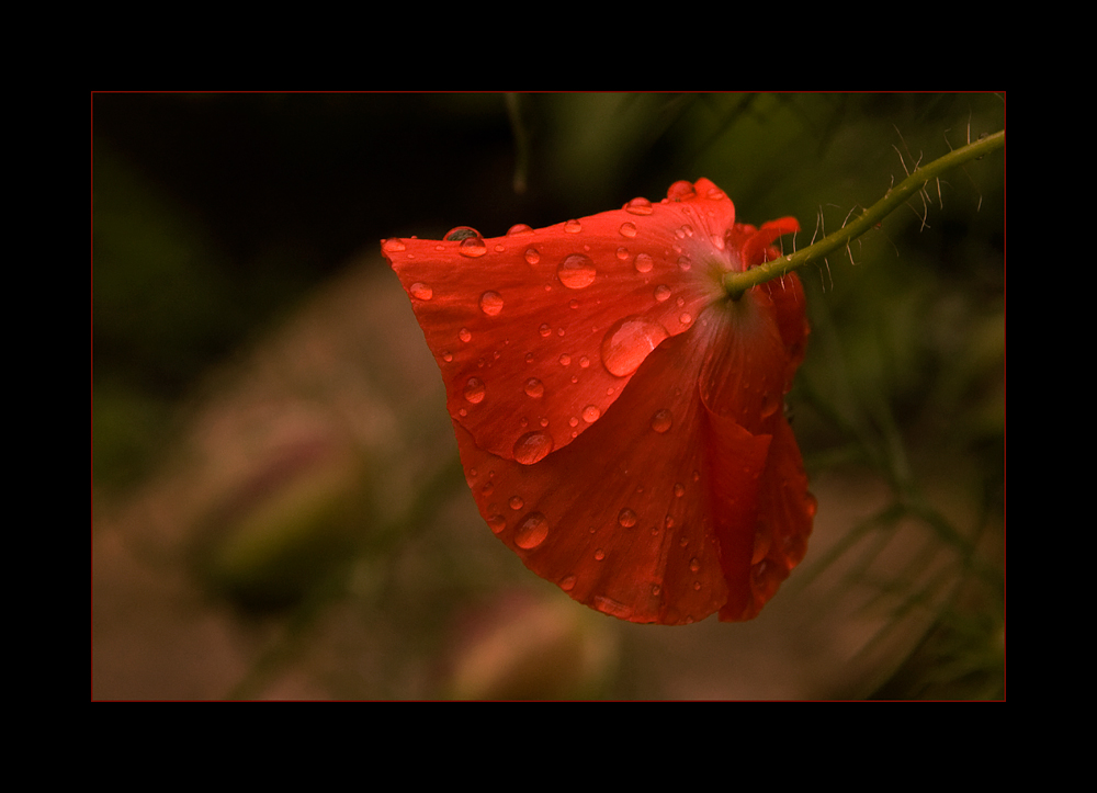 Mohntage im Garten IV