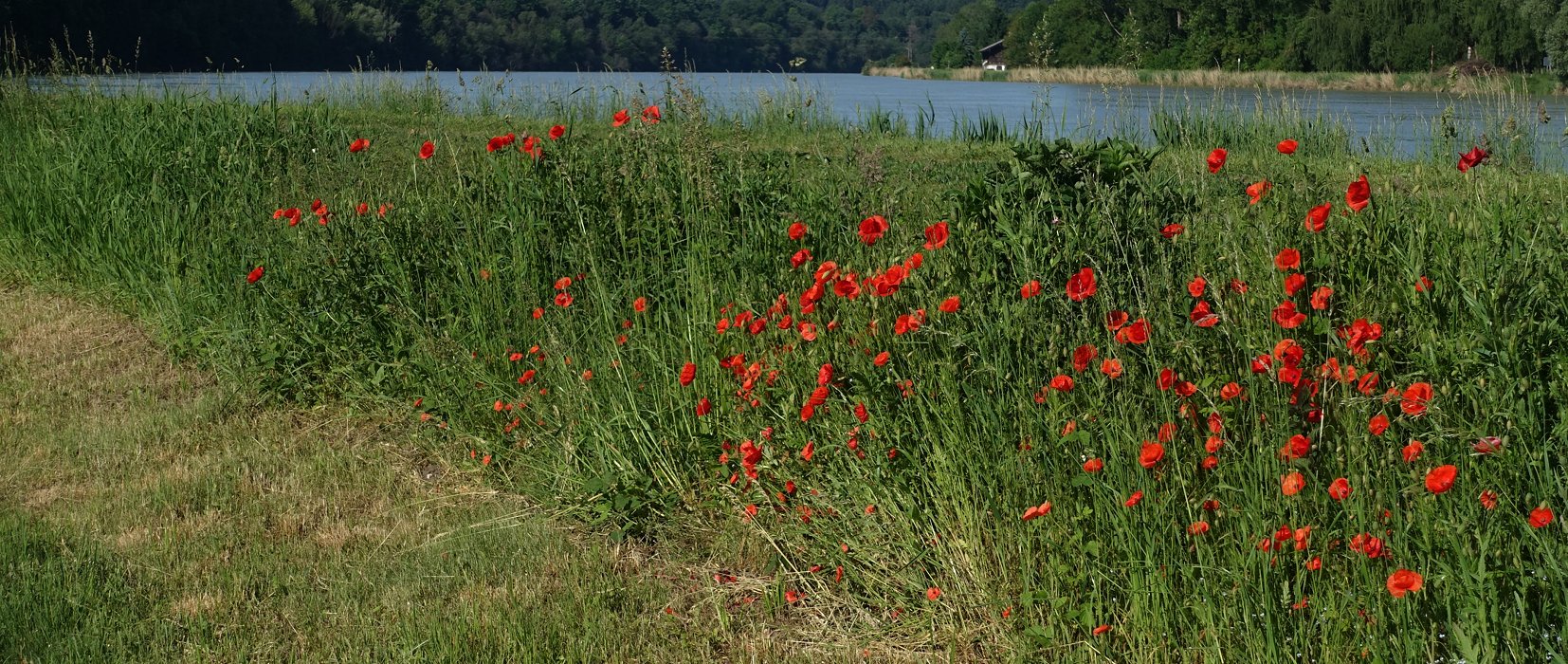 MohnTage sind In(n) [Inn-Region]