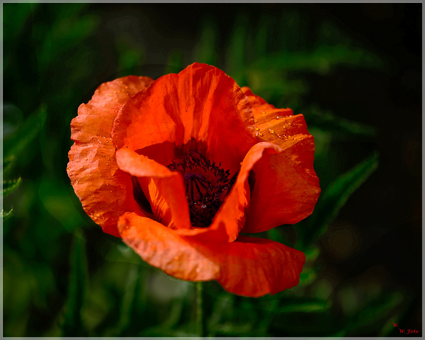 Mohn.Tränen