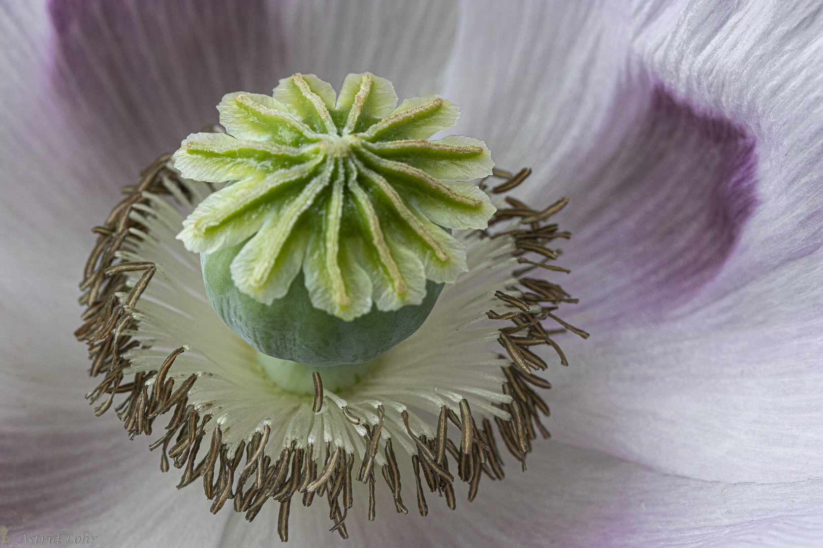 Mohn.Traum.