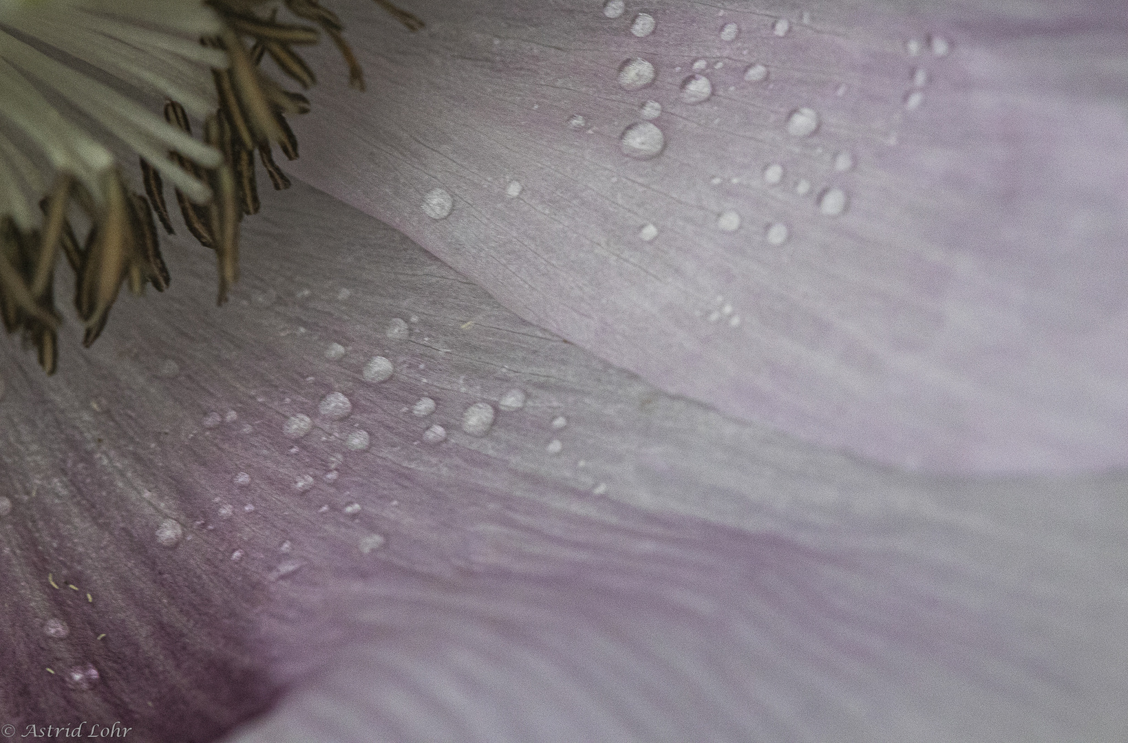 Mohn.Traum.