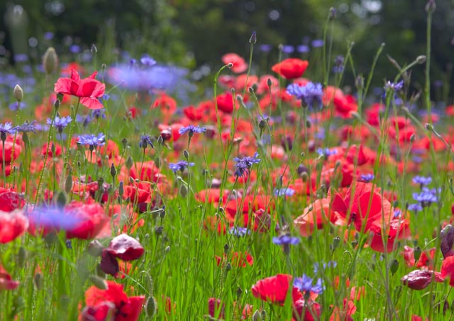 Mohn...traumhaft