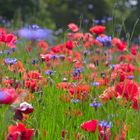 Mohn...traumhaft