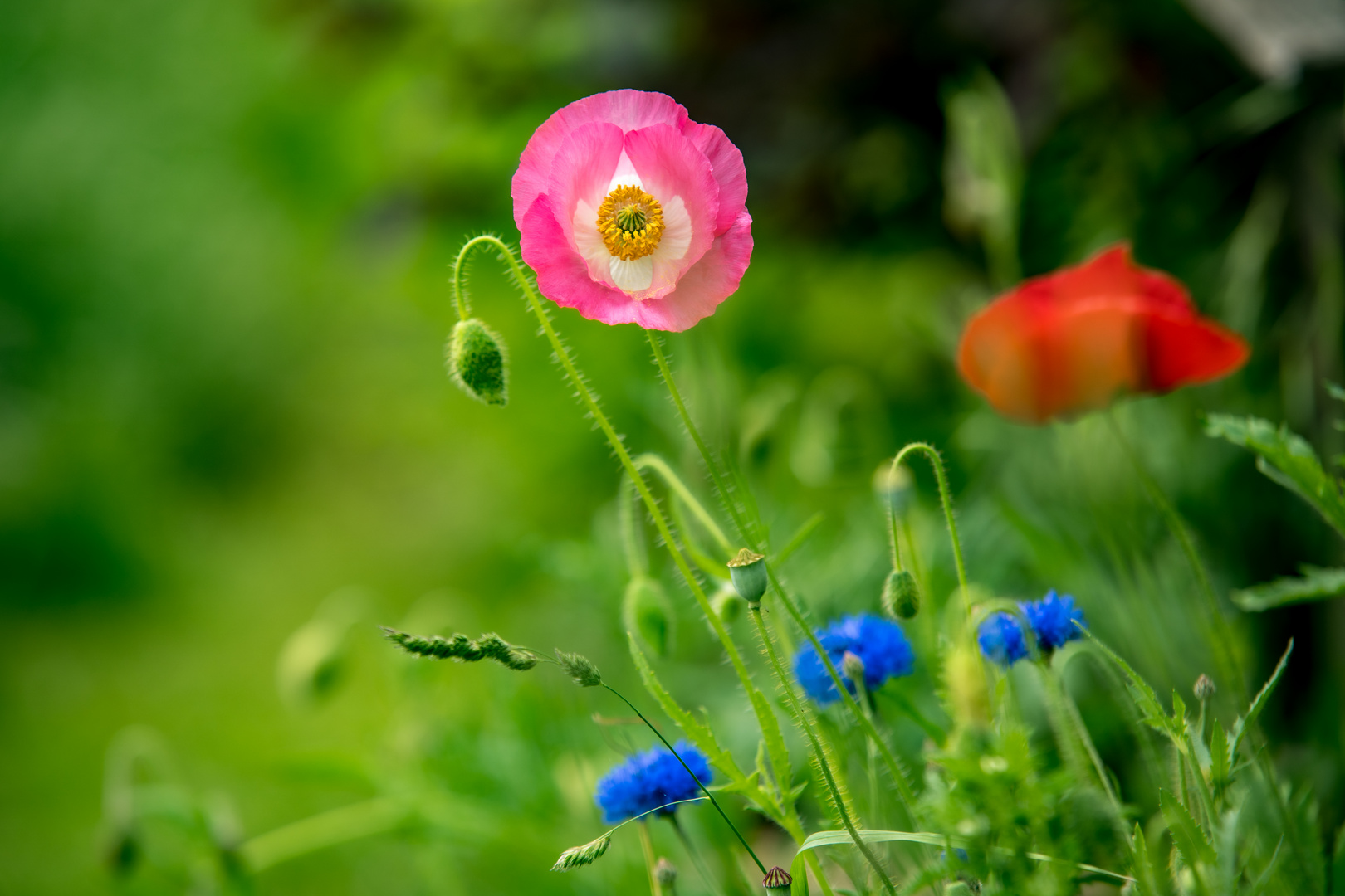 Mohn_und Kornblumen