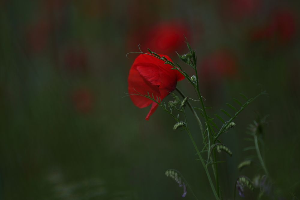 mohn.und.vogel-wicke