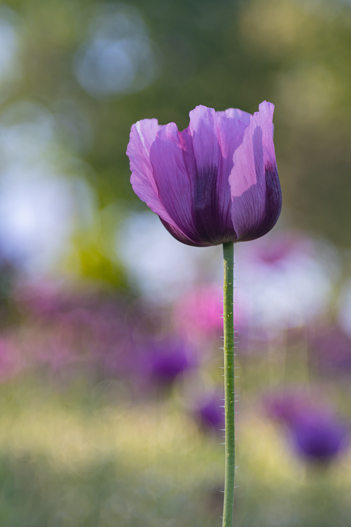 Mohnvarianten, in voller Blüte