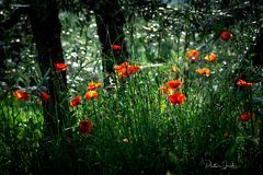 Mohn:Wald