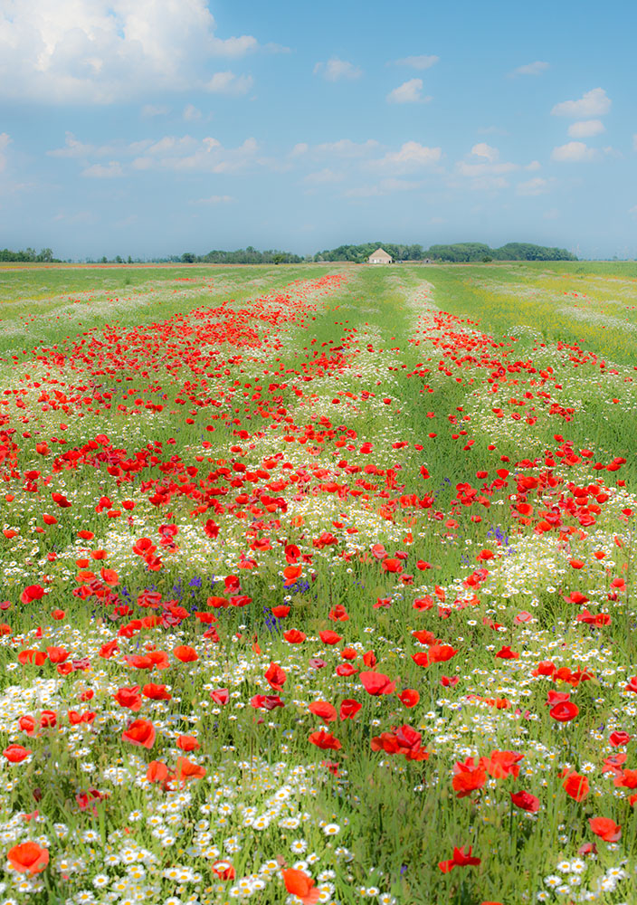 Mohnwiese am Neusiedler See