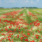 Mohnwiese am Neusiedler See