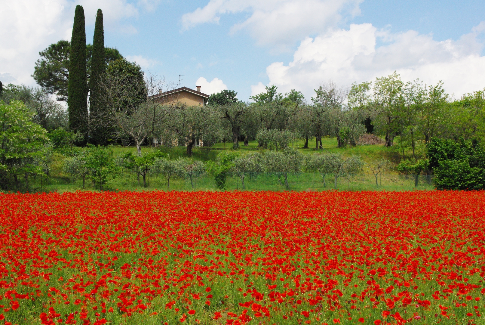 Mohn.wiese