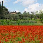 Mohn.wiese