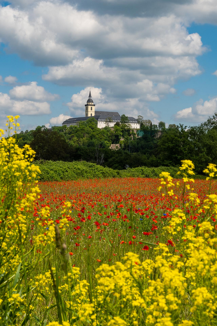 Mohnwiese