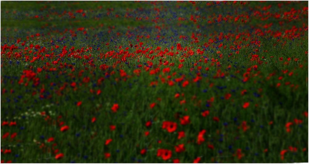 Mohnwiese im Abendlicht