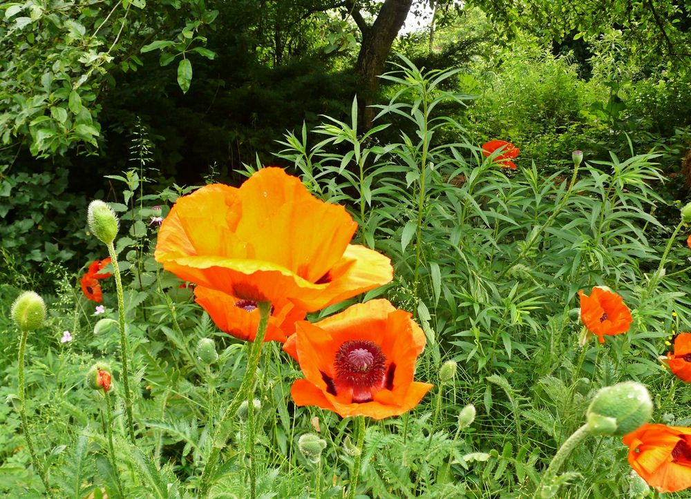 Mohnwiese im Garten von WESERGALERIE 