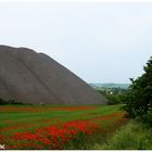 Mohnwiese im Mansfelder Land