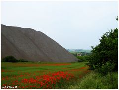 Mohnwiese im Mansfelder Land