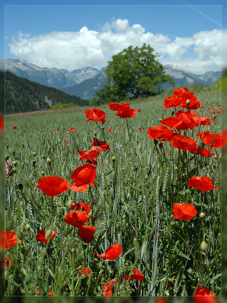 Mohnwiese in den franz. Alpen