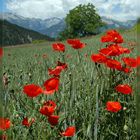 Mohnwiese in den franz. Alpen