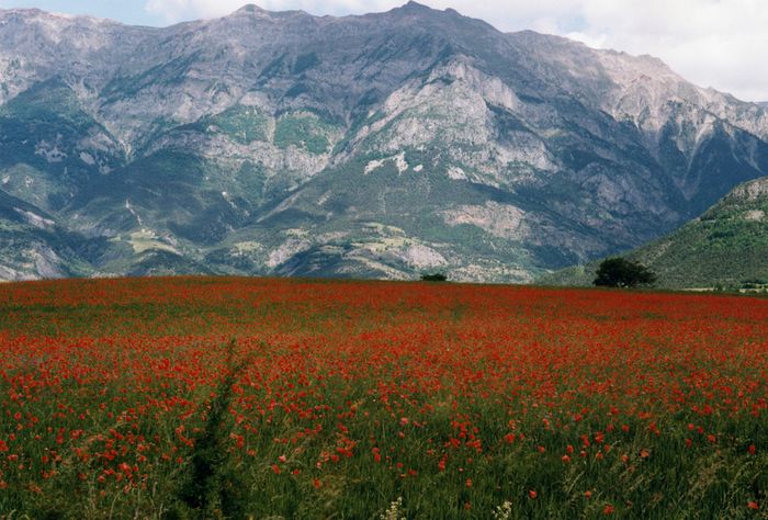 Mohnwiese in den französischen Alpen