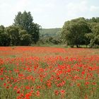 Mohnwiese in Ungarn