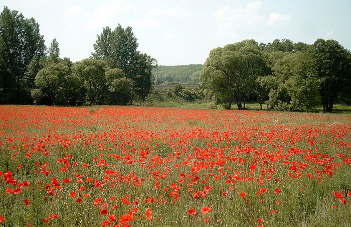 Mohnwiese in Ungarn