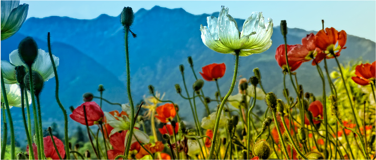 MOHNWIESE SÜDTIROL