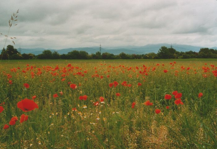 Mohnwiese vor dem Regen