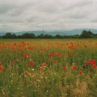 Mohnwiese vor dem Regen