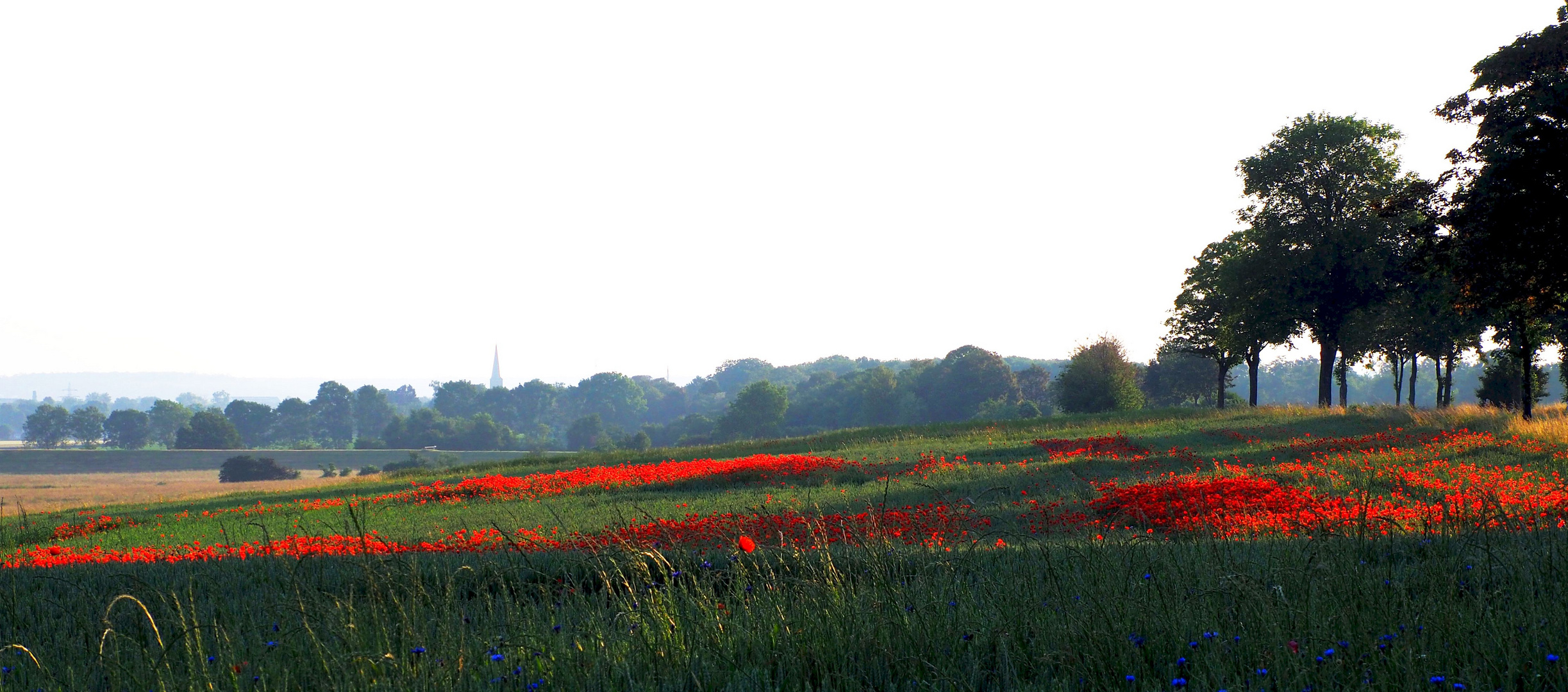 Mohnwiesen bei Weilerswist (Kreis Euskirchen)