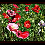 Mohn...wohin du schaust