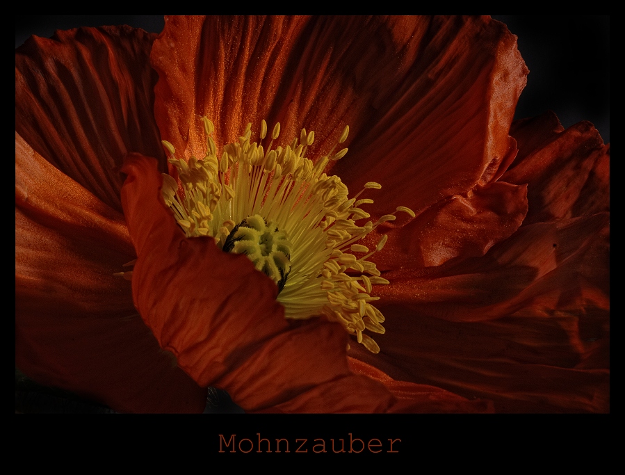 Mohnzauber XVII