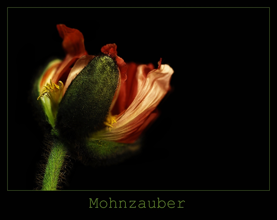 Mohnzauber XVIII