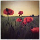 *Mohn.zeit*