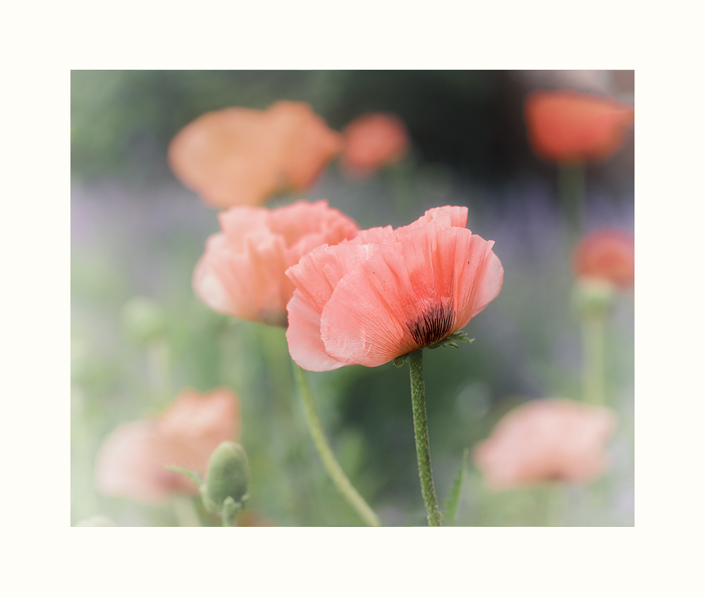 Mohn.Zeit