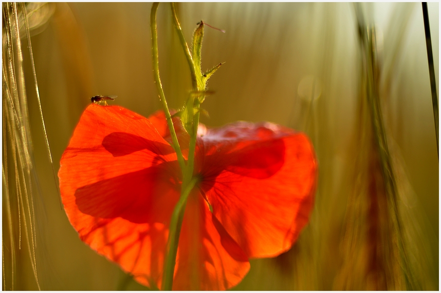 *mohn.zeit*