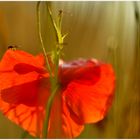 *mohn.zeit*